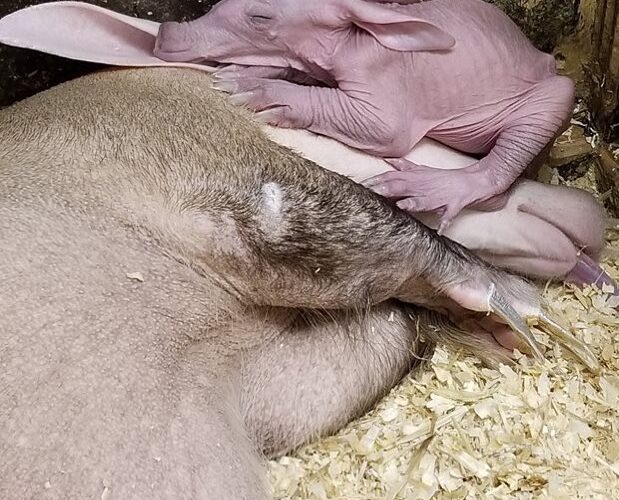Feisty Aardvark Winsol born to Cincinnati Zoo Finally Named and has New Identity