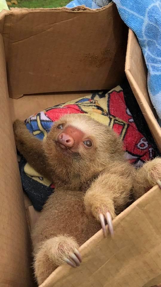 sloth baby rescue costa rica