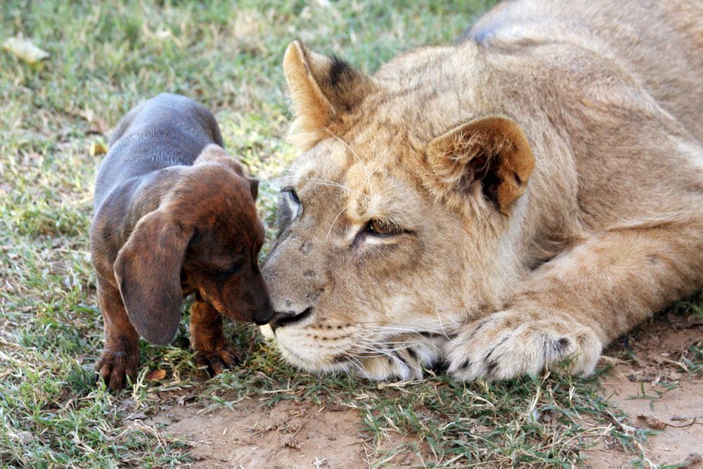 Milo Bonedigger lion dog friendship