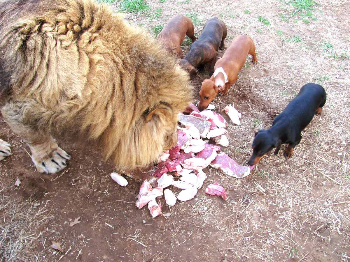 Milo Bonedigger lion dog friendship