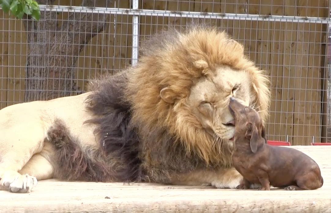 Milo Bonedigger lion dog friendship