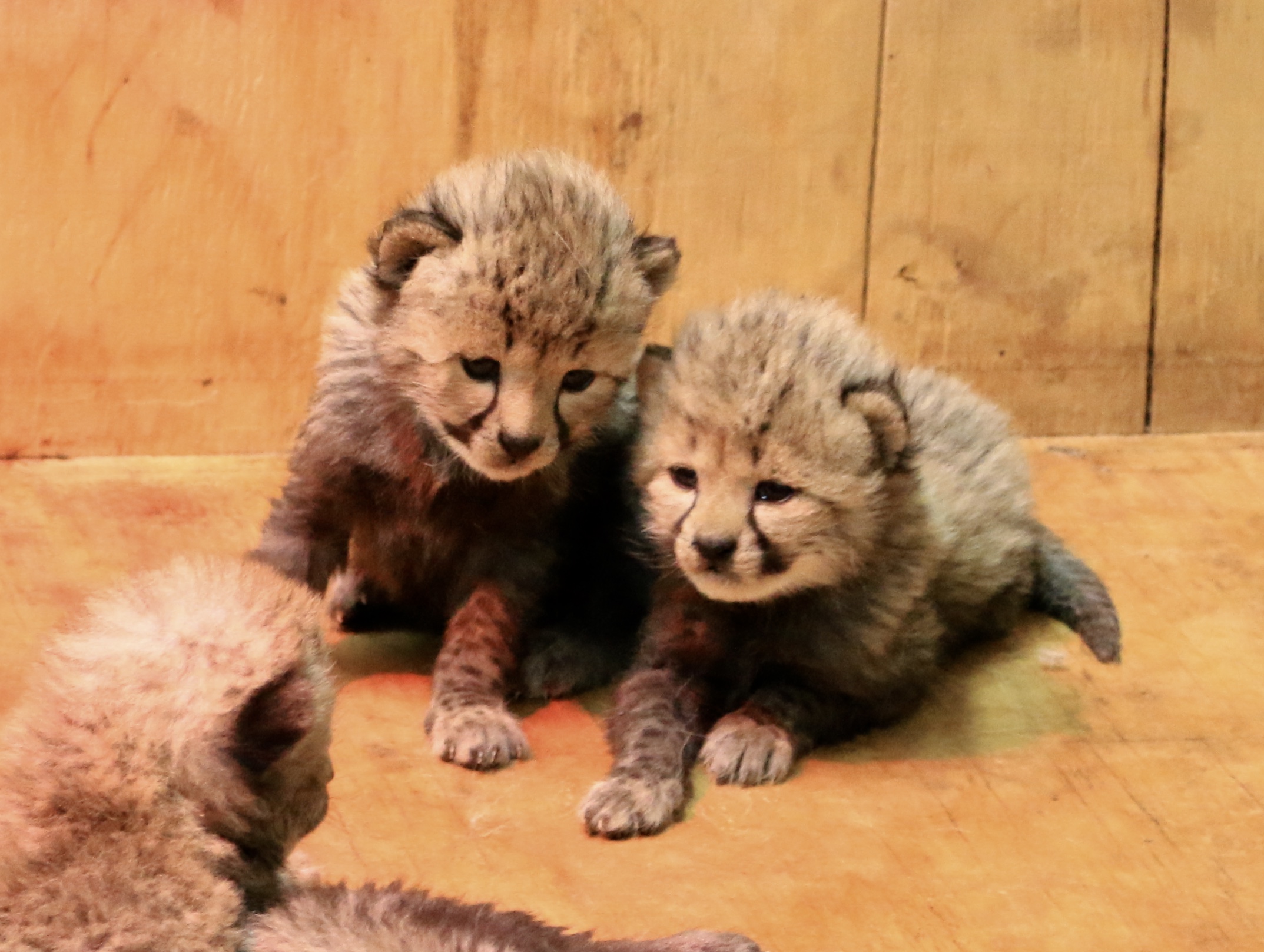 cheetah cubs