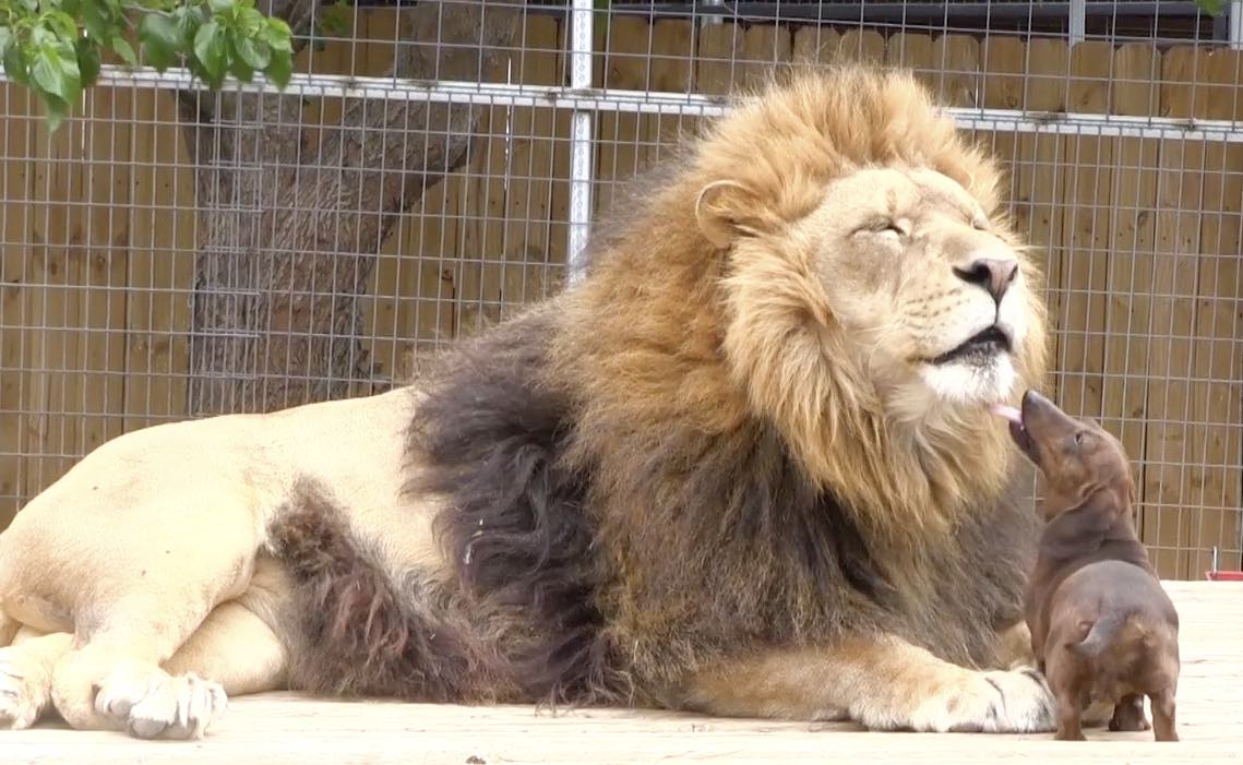 Milo Bonedigger lion dog friendship