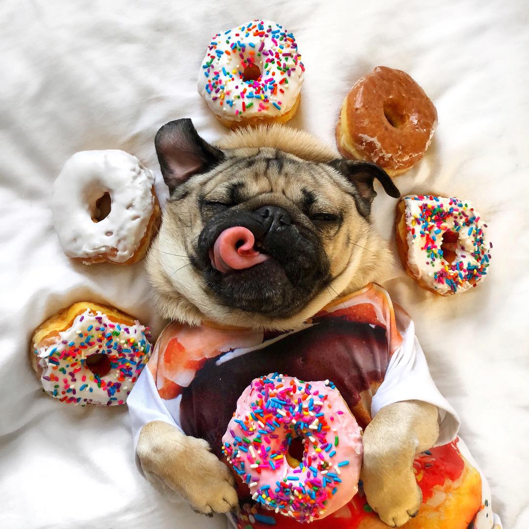 itsdougthepug