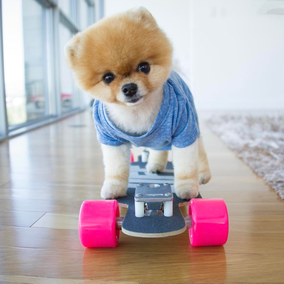 jiffpom