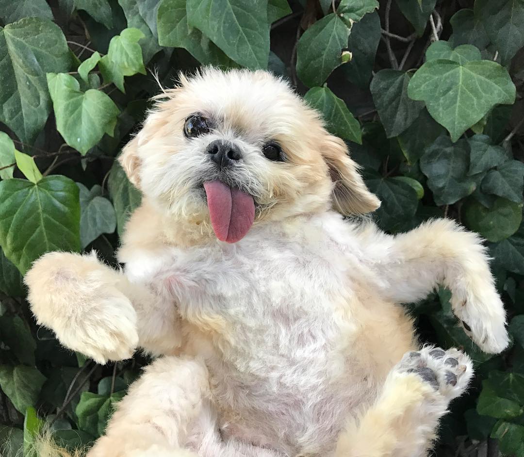 marniethedog