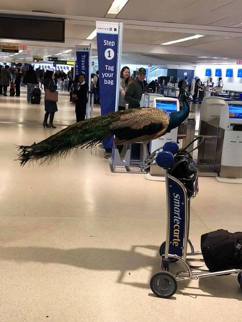 peacock united airlines dexter