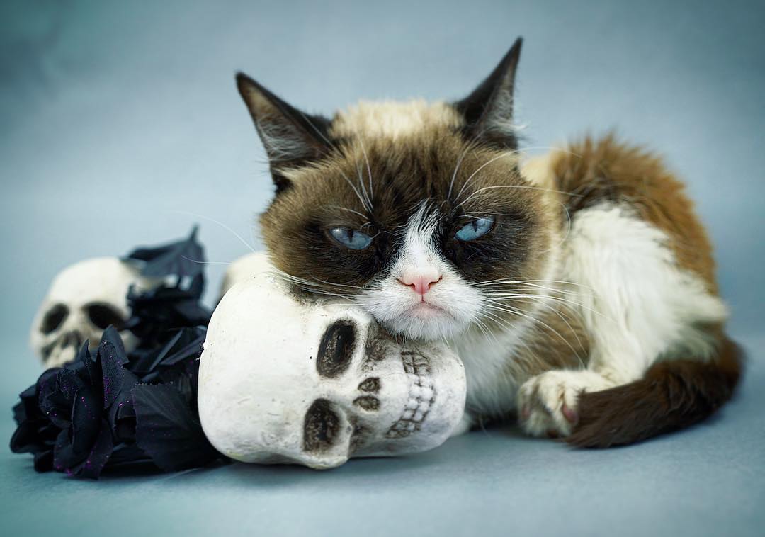 realgrumpycat