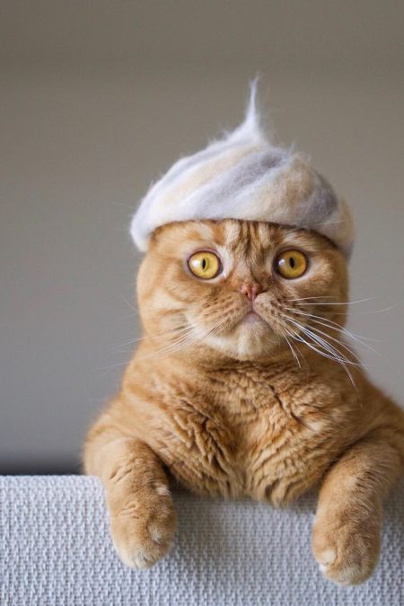 Cats in Hats Kitty Dad Ryo Yamazaki Makes Cat s Hats Using Their