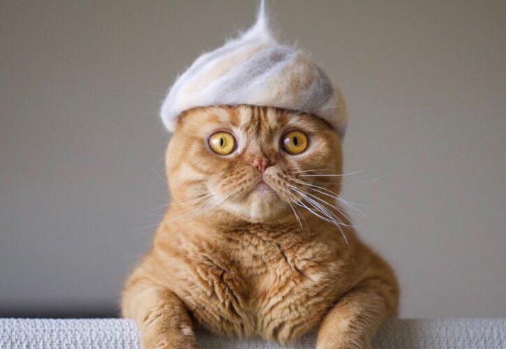 Cats in Hats: Kitty Dad Ryo Yamazaki Makes Cat’s Hats Using Their Own Fur