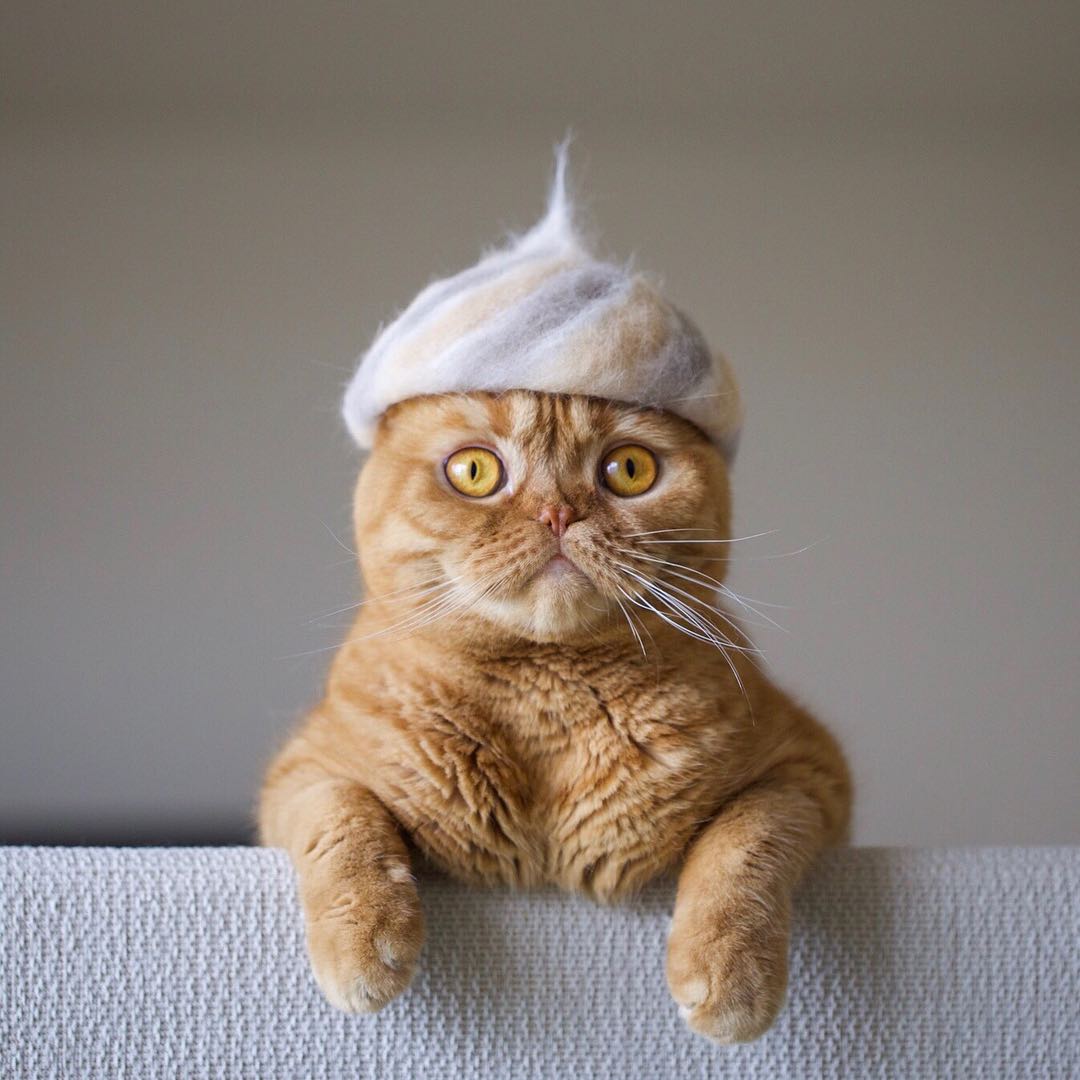 Cats in Hats Kitty Dad Ryo Yamazaki Makes Cat s Hats Using Their