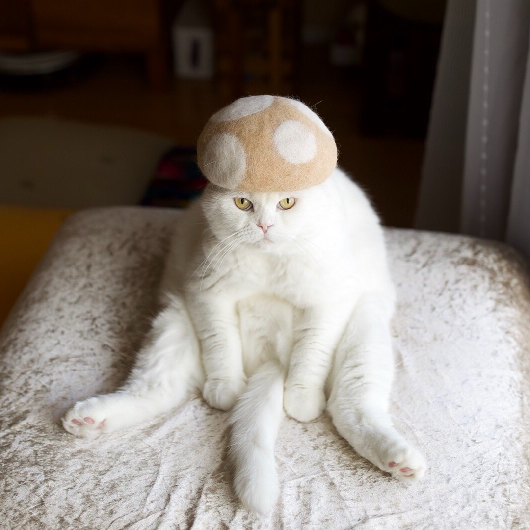 Cats in Hats Kitty Dad Ryo Yamazaki Makes Cat s Hats Using Their