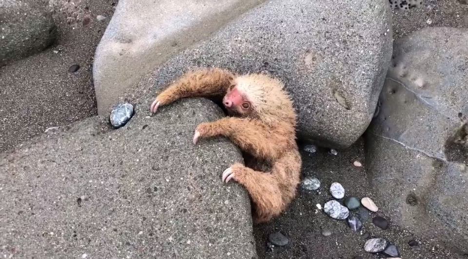 sloth baby rescue costa rica