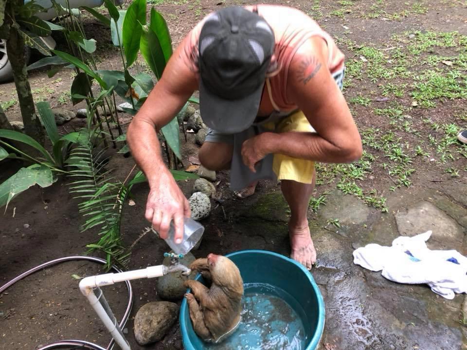 sloth baby rescue costa rica