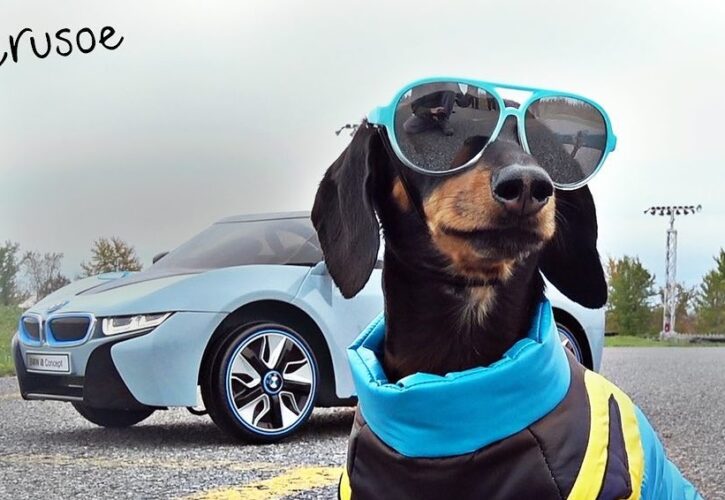The Fast and the Furious: Wiener Dog Drift with Crusoe the Celebrity Dachshund