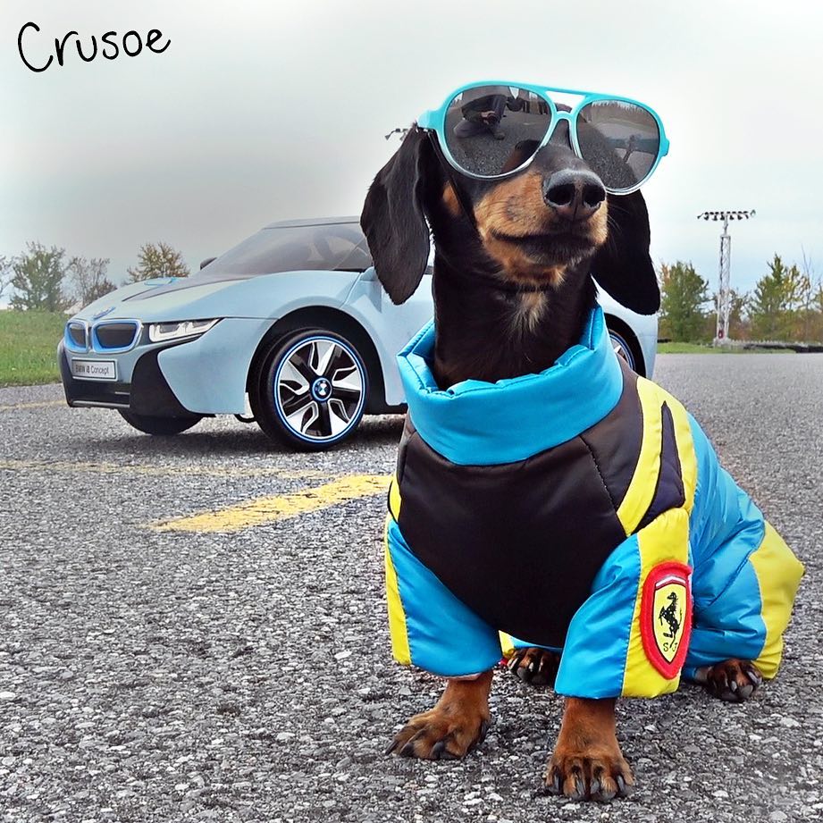 crusoe_dachshund