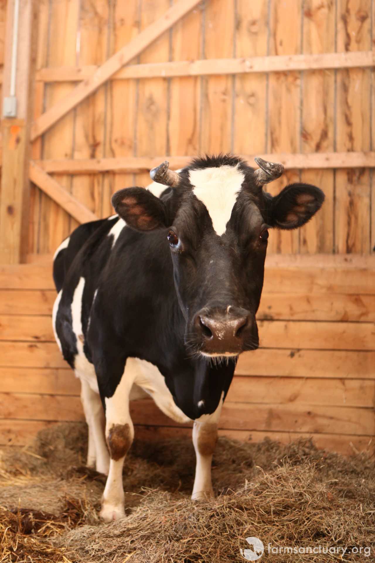 diane cow rescue 