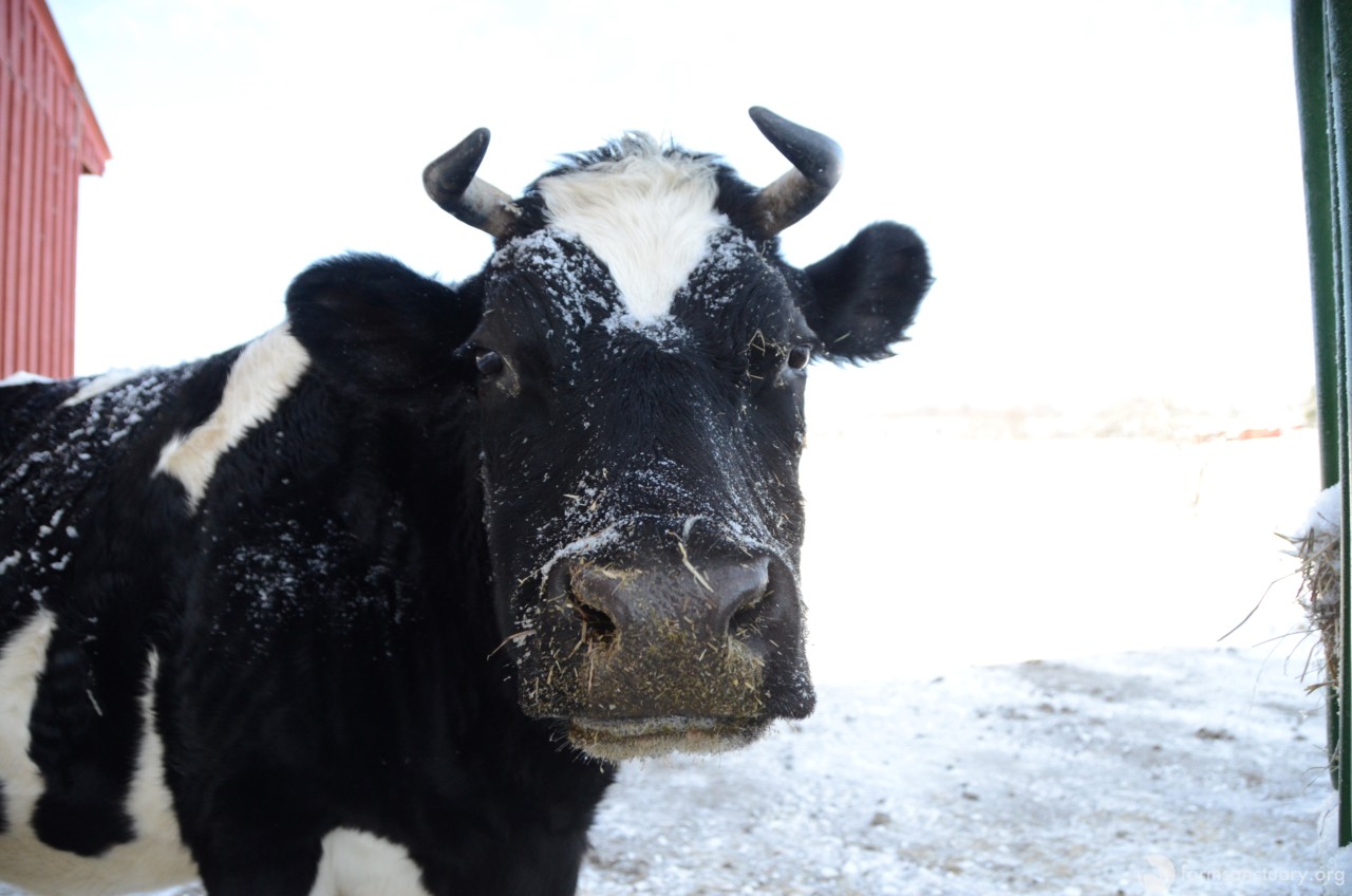 diane cow winter