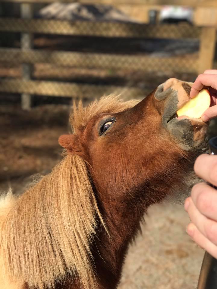 lil ben rescue mini horse