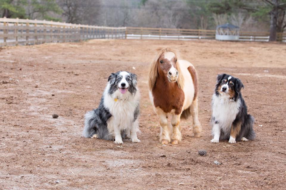 lil ben rescue mini horse