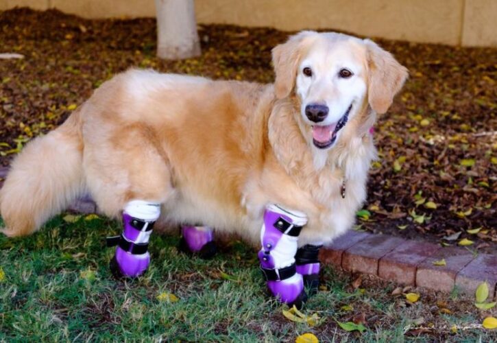 Chi Chi the Therapy Dog Has 4 Prosthetic Limbs & Can’t Stop Smiling