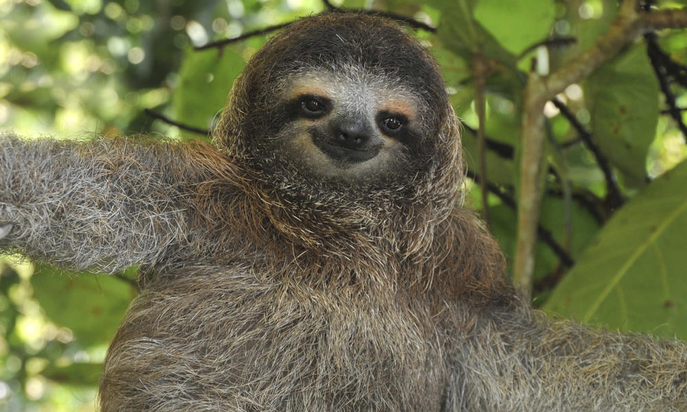 sloth break in costa rica
