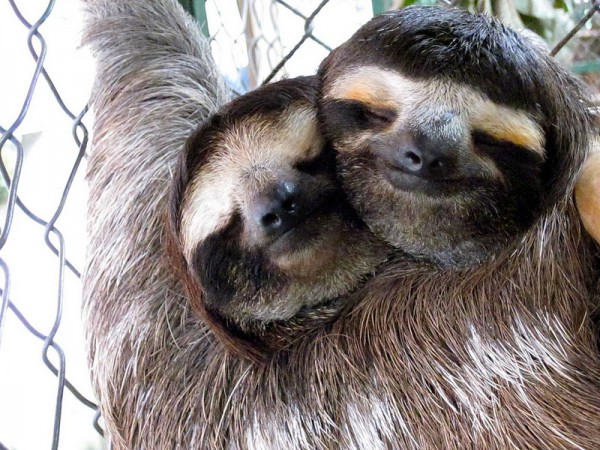 Beardsley Zoo Jabba the Sloth Gets a Valentine Date