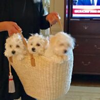 Barbra Streisand's pet Miss Violet and Miss Scarlet