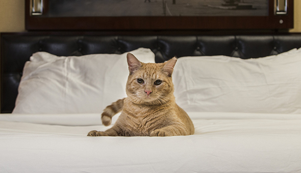 Hamlet the Rescue Cat Runs Impressive Algonquin Hotel