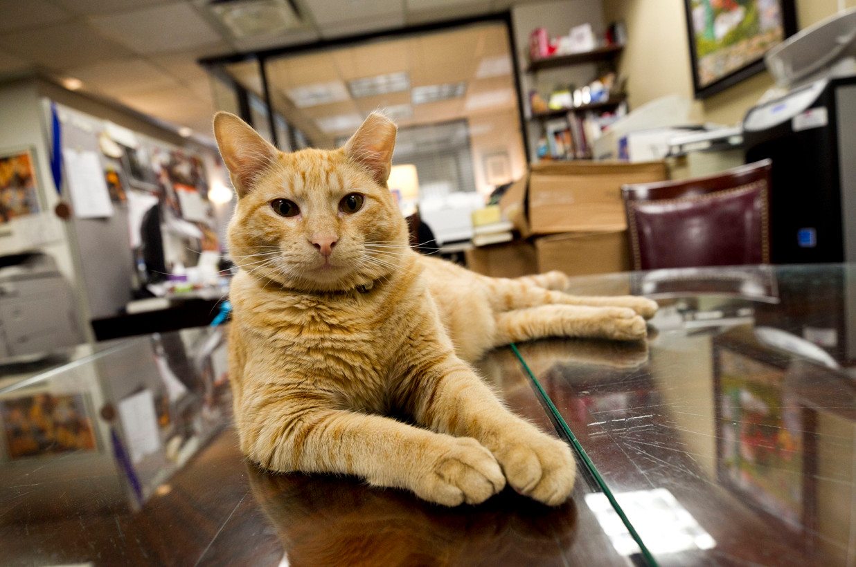 Hamlet cat Algonquin hotel