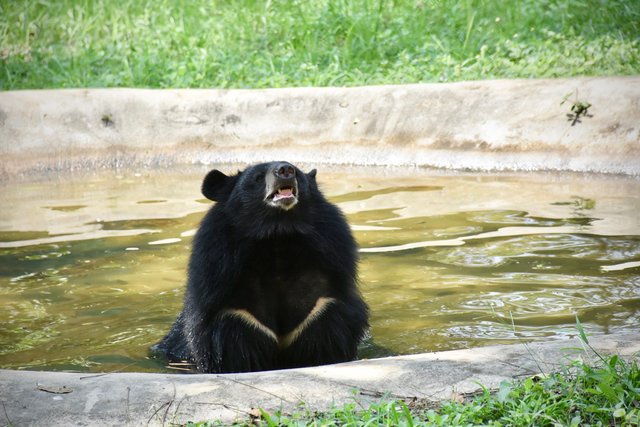 joy asiatic black bear rescue