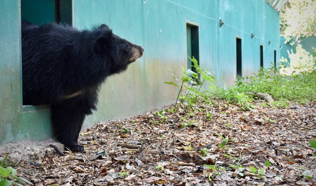 Bear Caged for 15 Years Sees Grass For the First Time