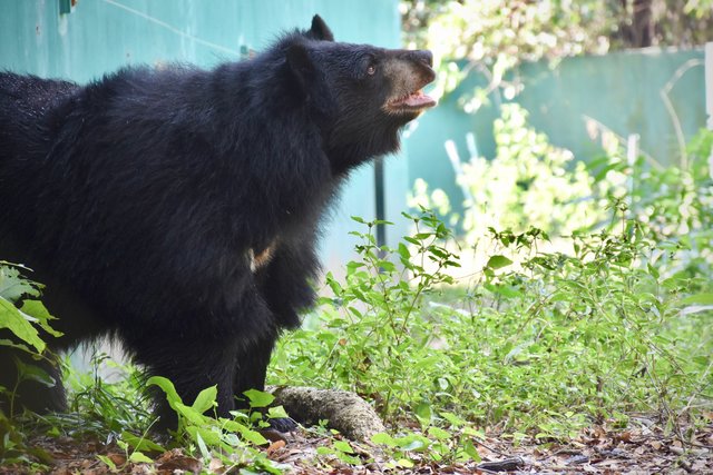 joy asiatic black bear rescue