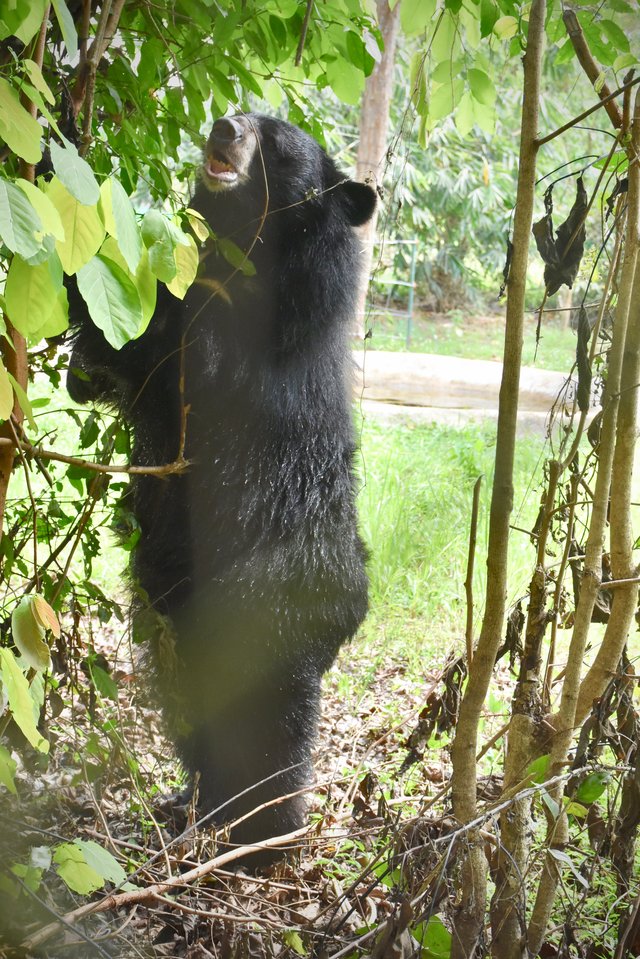 rescue bear joy 