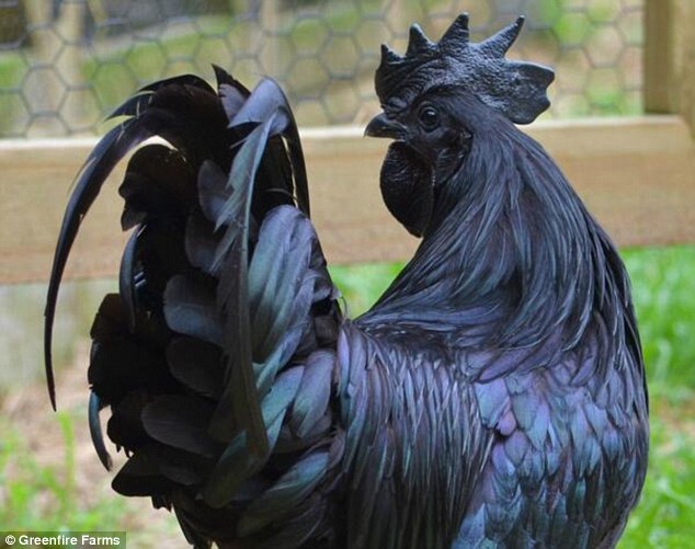 ayam cemani goth chicken