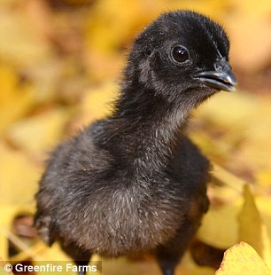 ayam cemani goth chicken