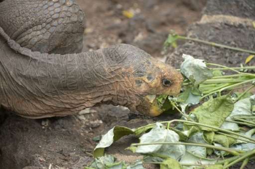 diego galapagos tortoise