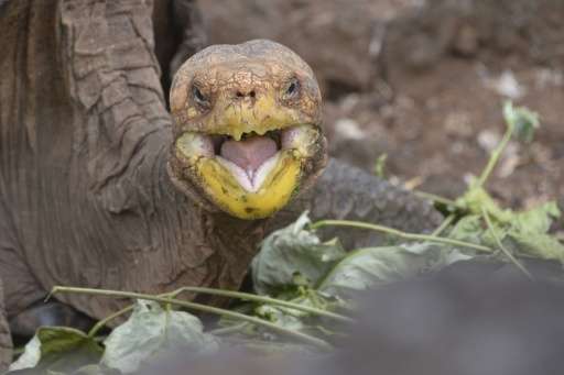 Diego The Gigalo tortoise credited with saving population