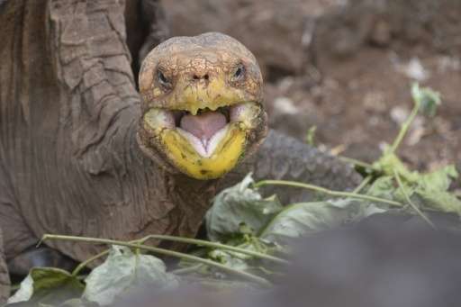 diego galapagos tortoise