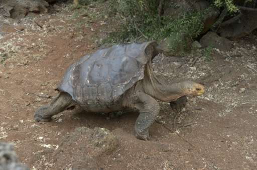 diego tortoise sex