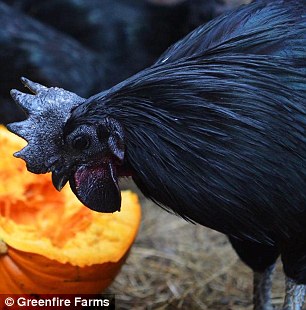 Ayam Cemani - Goth Chickens: Enchanted or going through a 'phase'?