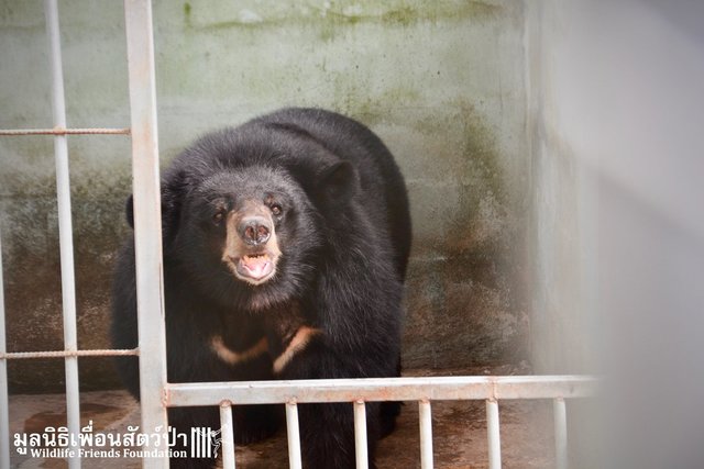 joy asiatic black bear rescue