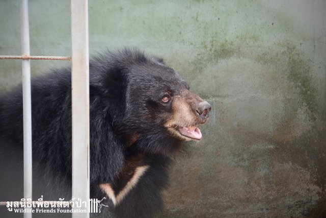 joy asiatic black bear rescue