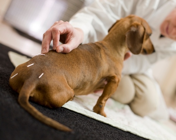 pet acupuncture