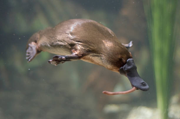 platypus milk