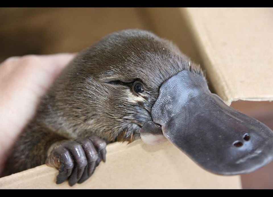 platypus baby licking moms milk