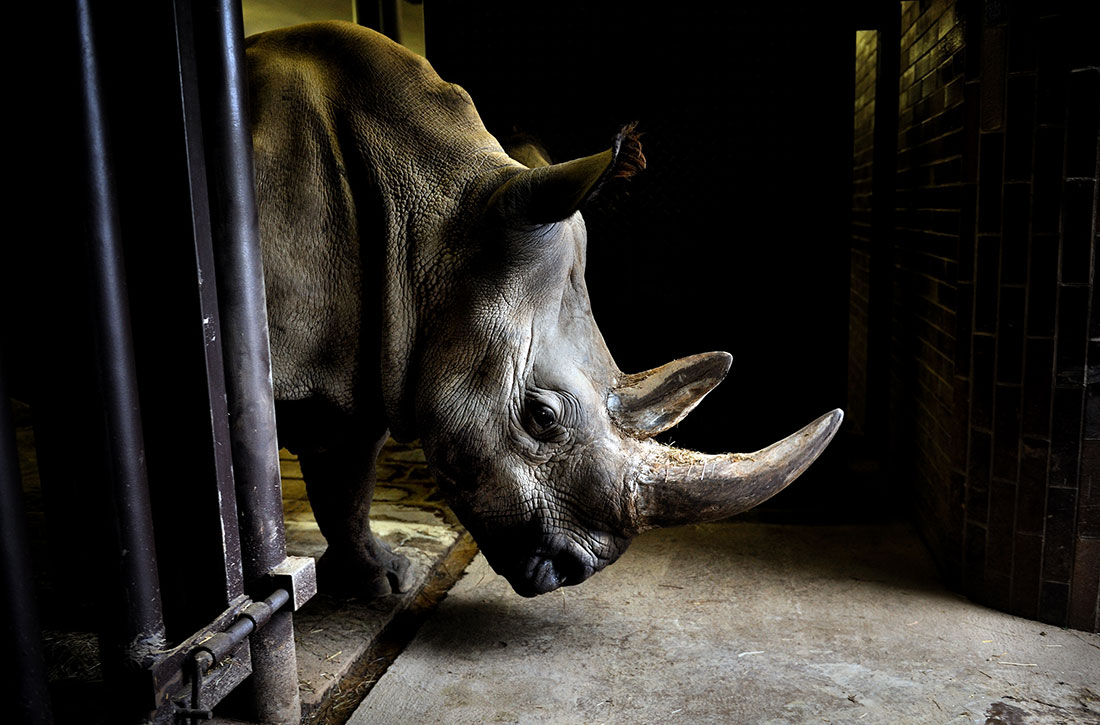 rhino kenya endangered
