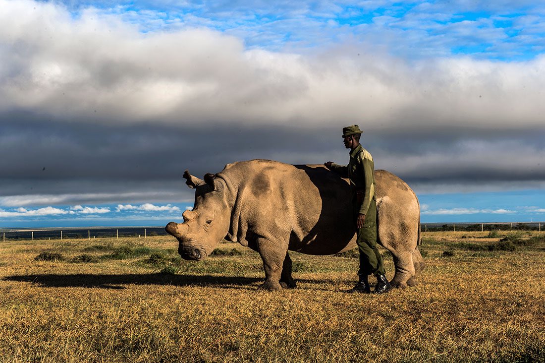 rhino kenya endangered