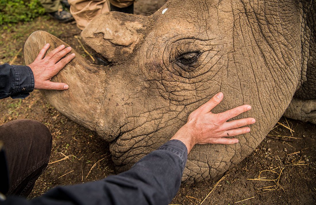 rhino kenya endangered