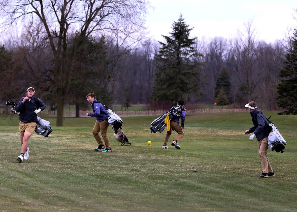 Goose attack teen